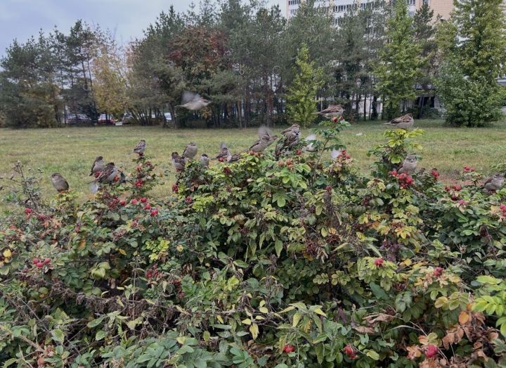 Тутарстанра 6948 çерçи пурăнать