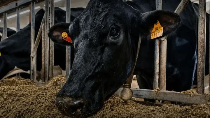 «Август-Муслюм» агрофирмăн Эстерӗ Раççейӗн чи нумай сӗт паракан 10 ӗни йышне кӗнӗ