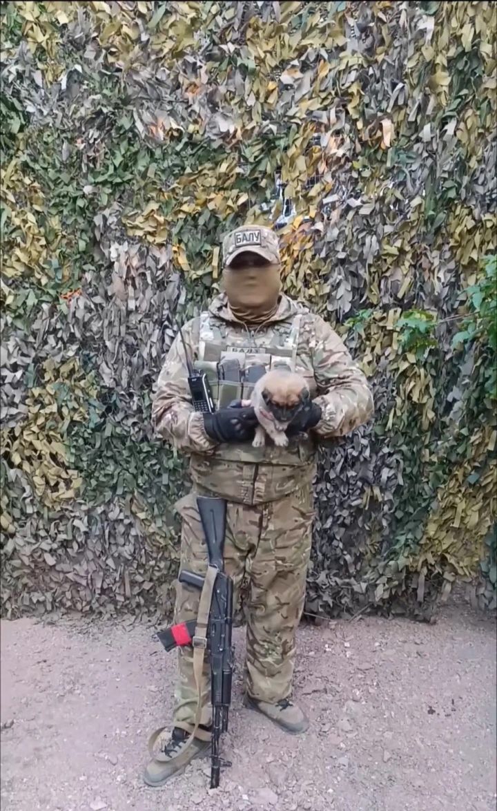Балу. Комбат.  Истори малалла тăсăлать