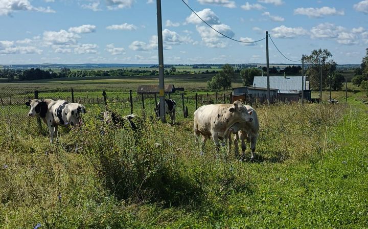 Пӗр ӗнешӗн парăнакан субсиди 6300 тенкӗрен 10 000 çитет